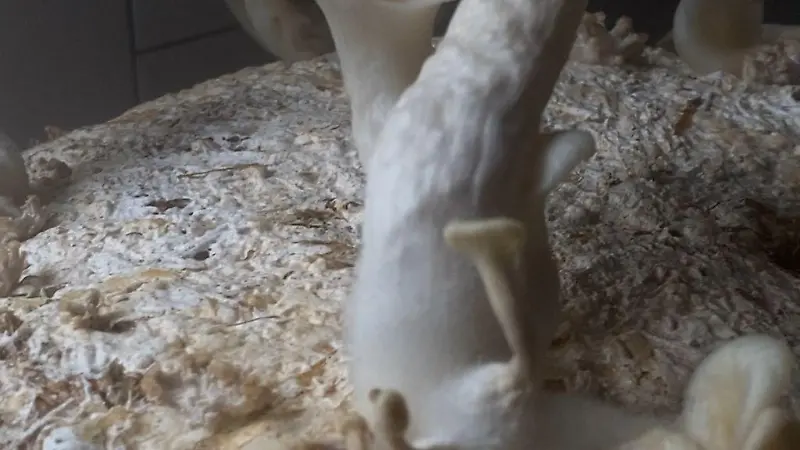 07faa8a1 3894 4c88 b1ed d7ed39b87174