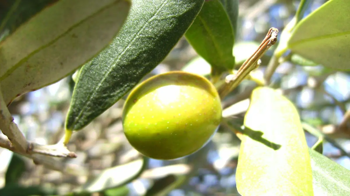 Oliva hojiblanca 123