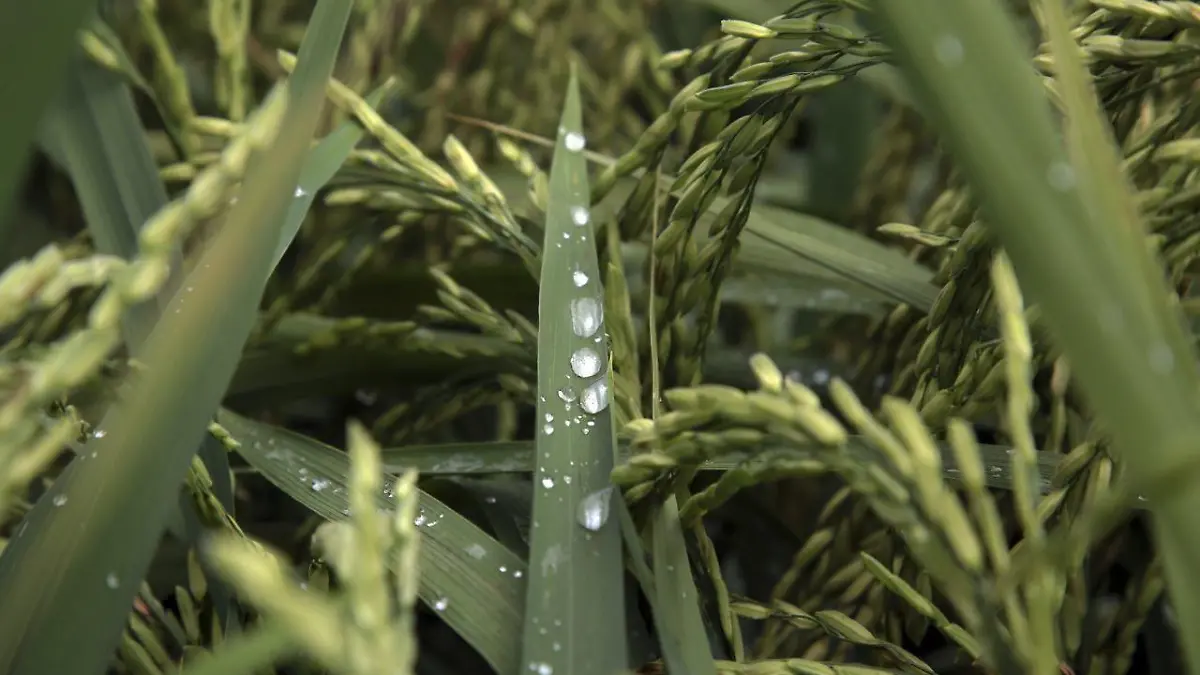 XOCHITEPEC, MORELOS, 04SEPTIEMBRE2016.  Peones cosechan arroz en el campo Tlazala. El arroz que se produce en Morelos es considerado uno de los mejores a nivel mundial. Los productores sortean dificultades que van desde las aves que comen su producto hasta colocarlo en el mercado a buen precio. Aparte de los peones que cosechan el arroz existe el “pajarero” que asusta a las aves con sonidos producidos por latas colgadas de postes, además de los tradicionales “espantapájaros”.FOTO: MARGARITO PÉREZ RETANA /CUARTOSCURO.COM