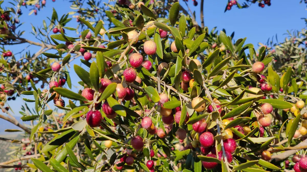 Arbequina 24J 09 123