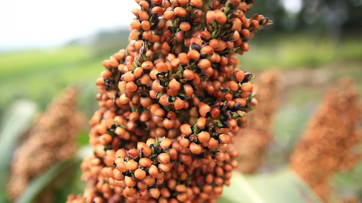 Sorgo
