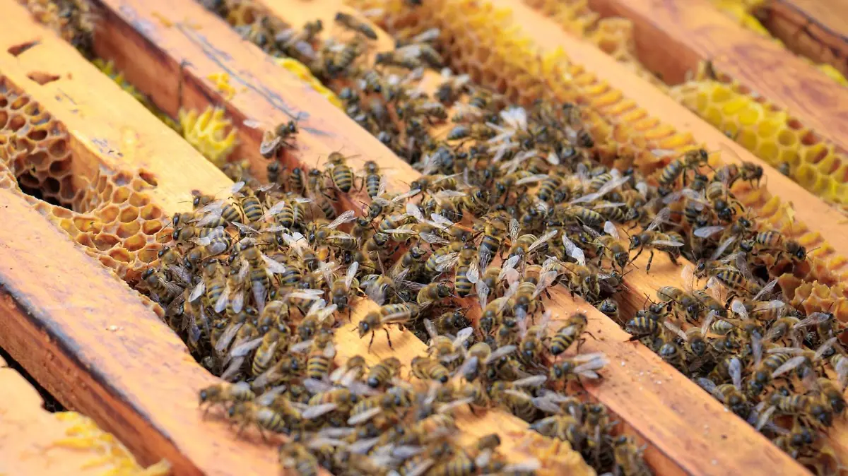 primer plano abejas colmena luz sol
