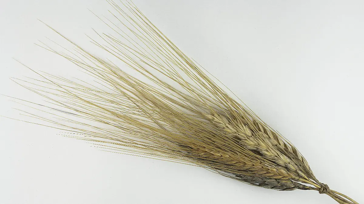 Triticum turgidum subsp. turanicum MHNT.BOT.2015.2.35.jpg