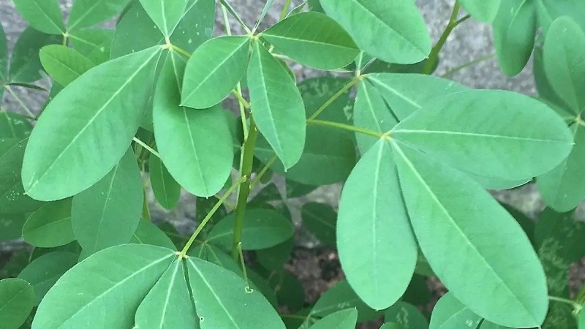 Chipilín Crotalaria longirostrata
