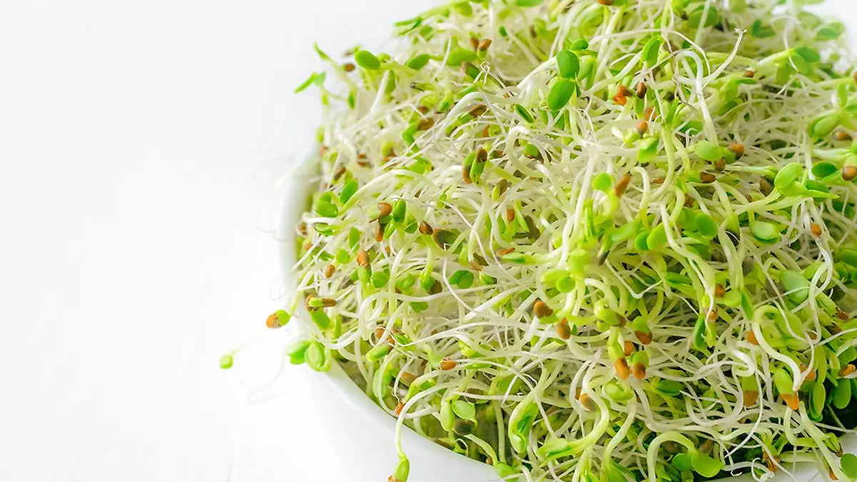 germinado copia
