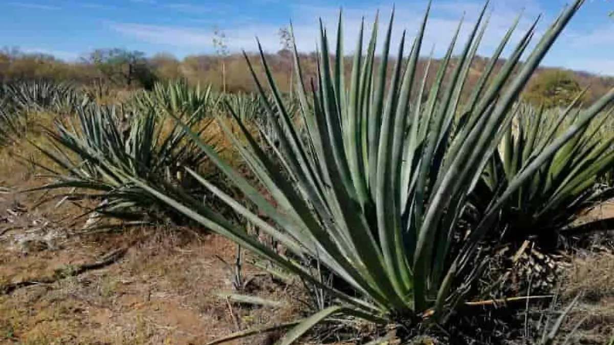 agave min