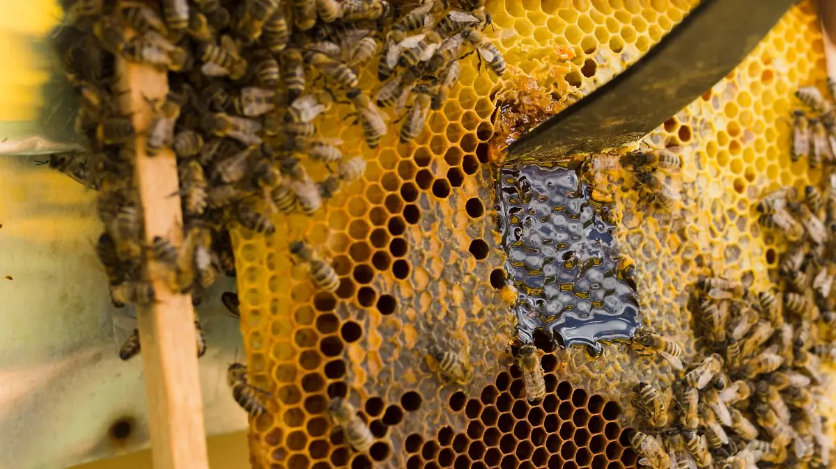 panal miel abejas 1