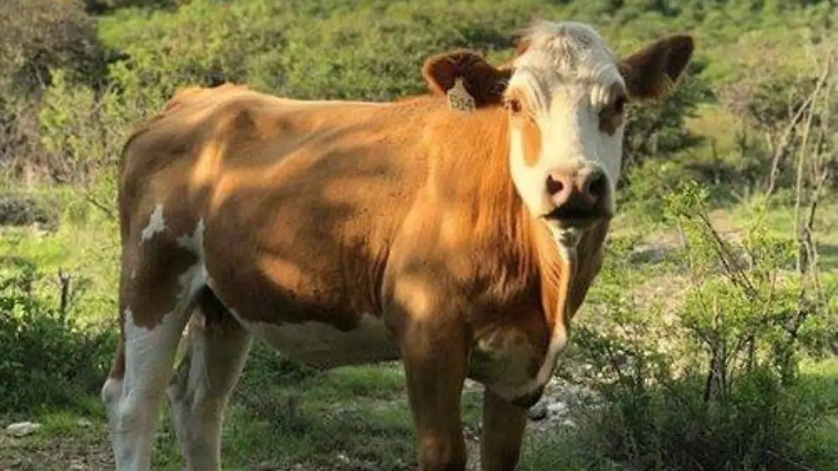 CVReservaNaturalVaca