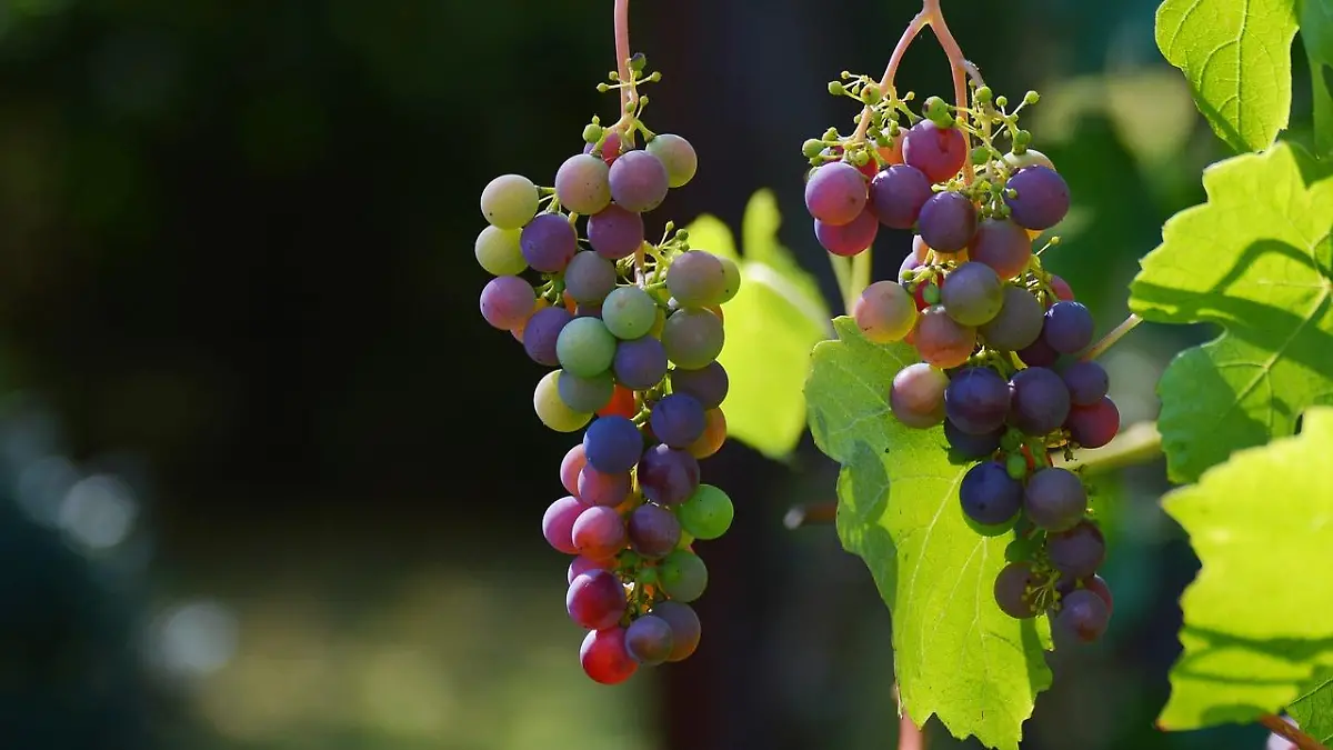 grapes 1659118 1280