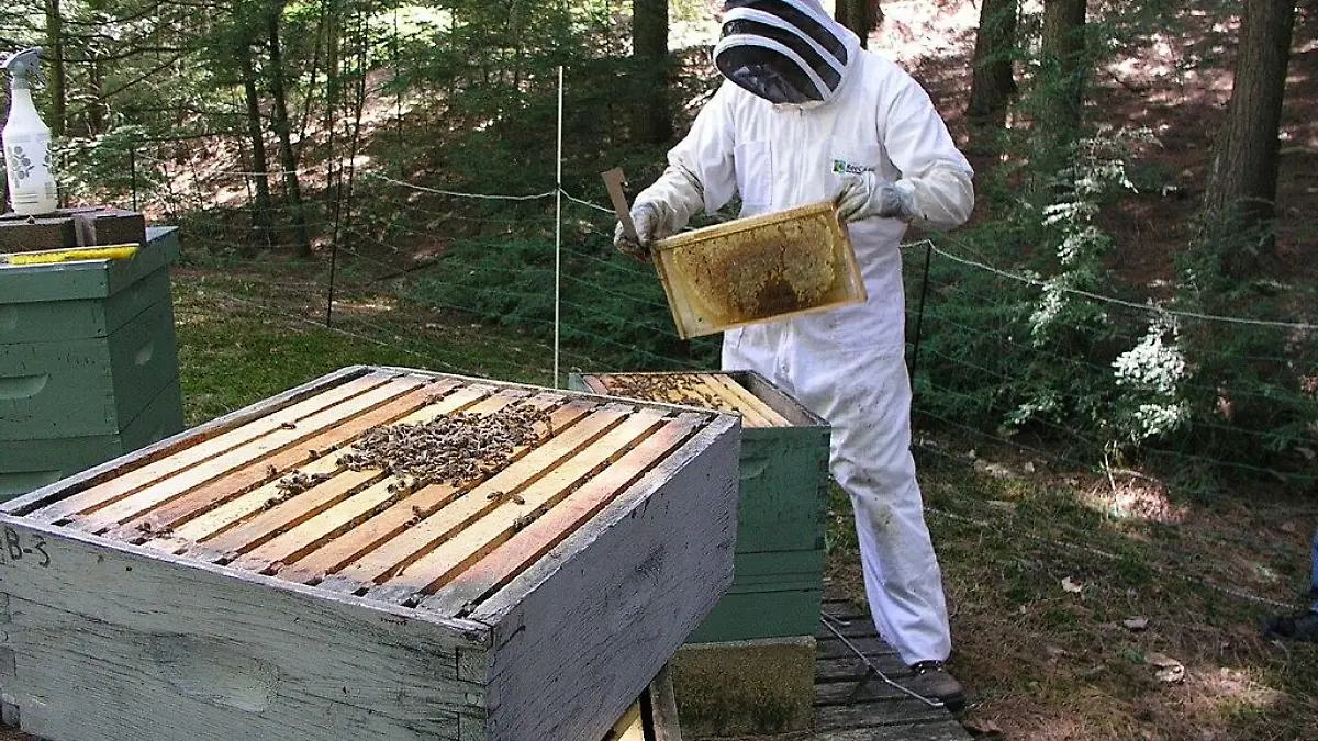 Beekeeper 2489417001