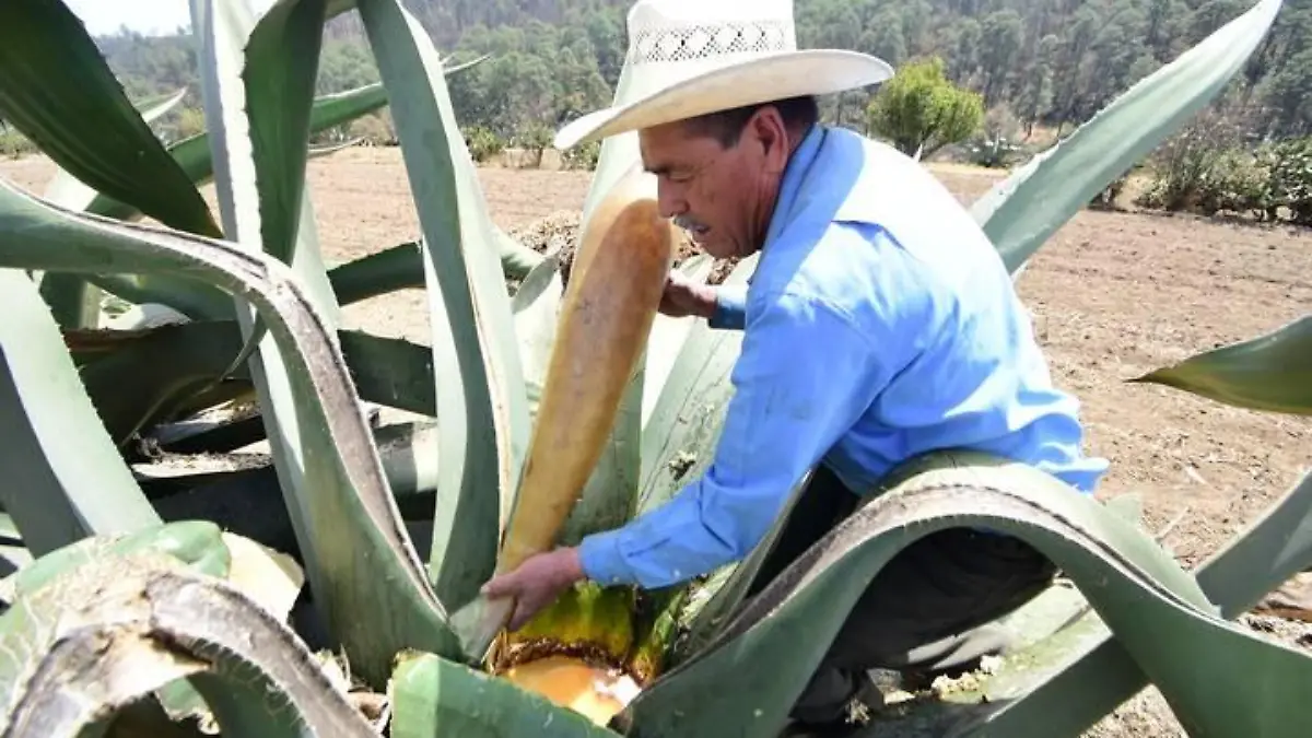 Tepuente la ruta del pulque para conocer el elixir de los dioses 3