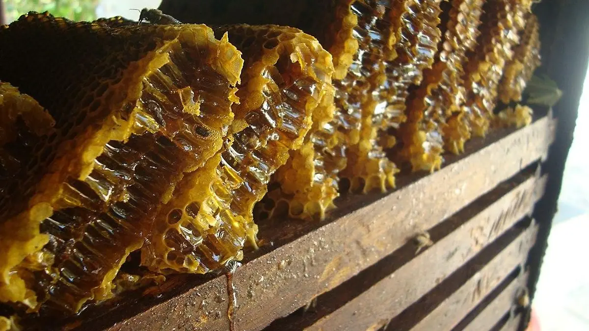 Mel do Apicultor   panoramio