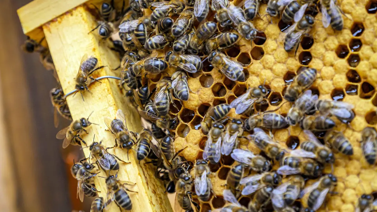 Closeup shot of many bees on a honeycomb frame making honey