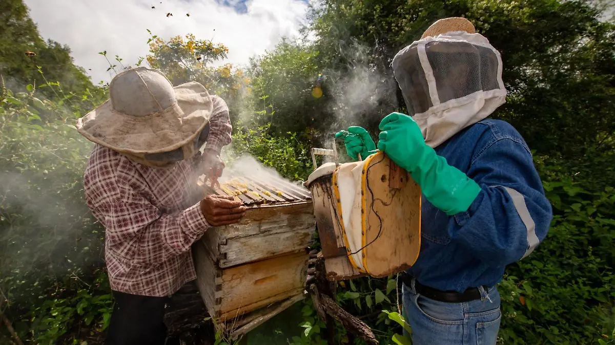 hombres apicultura recogiendo miel mascaras