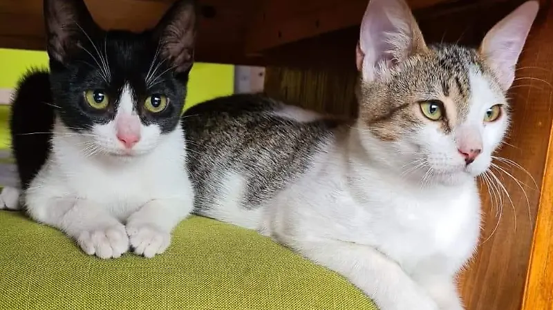 357741495 685886810235153 5310092731447023391 n