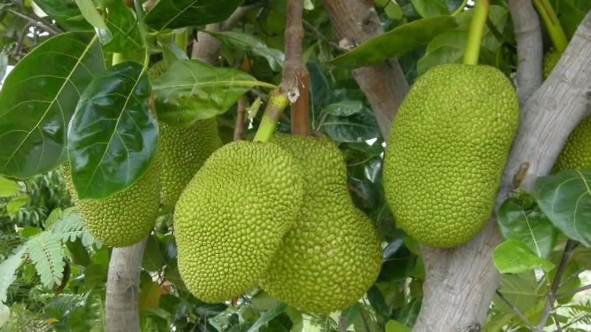 Foto: Creative Commons