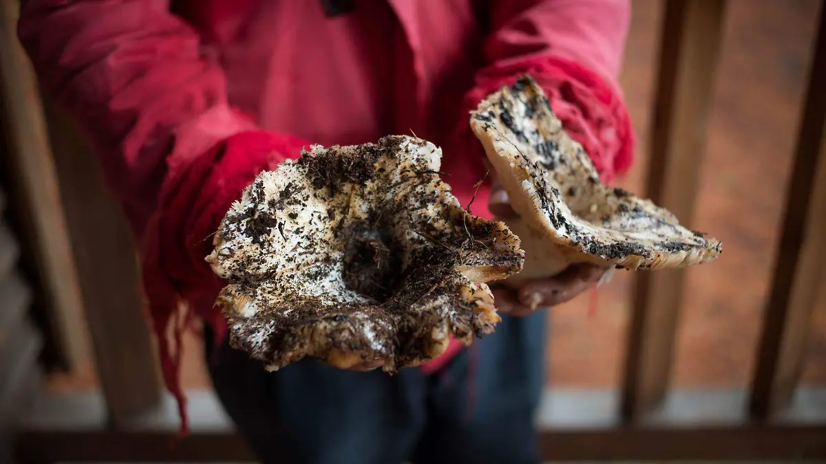 Que pasa si comes un hongo no comestible 2