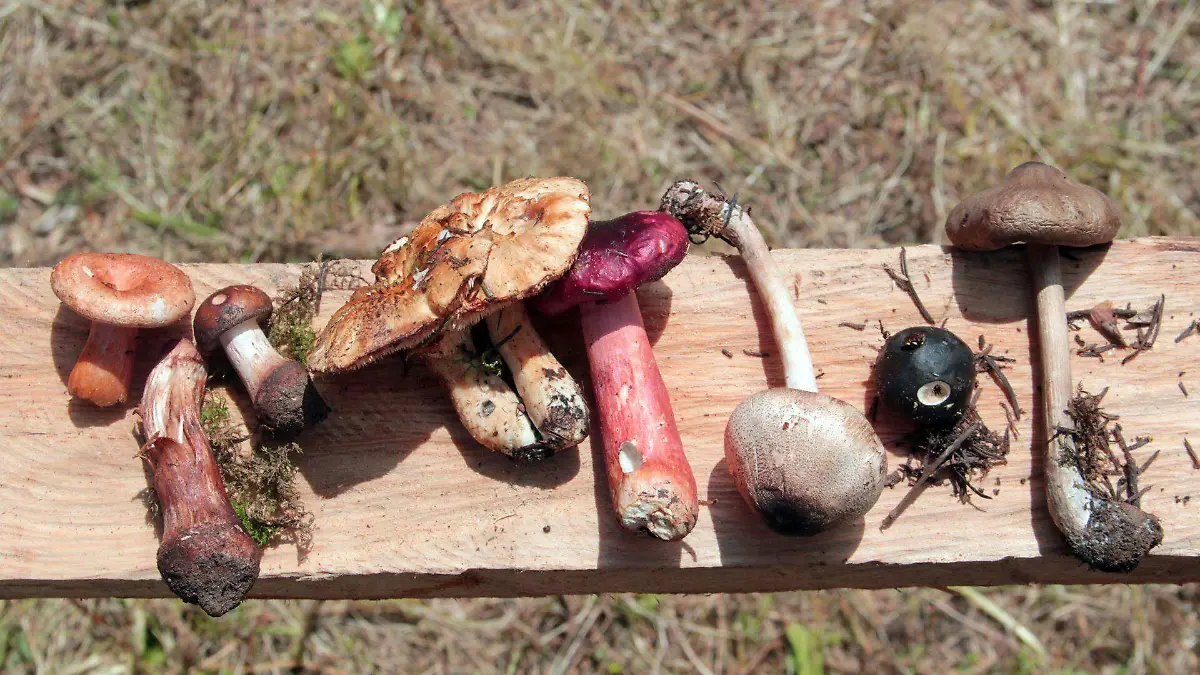 Que pasa si comes un hongo no comestible 3