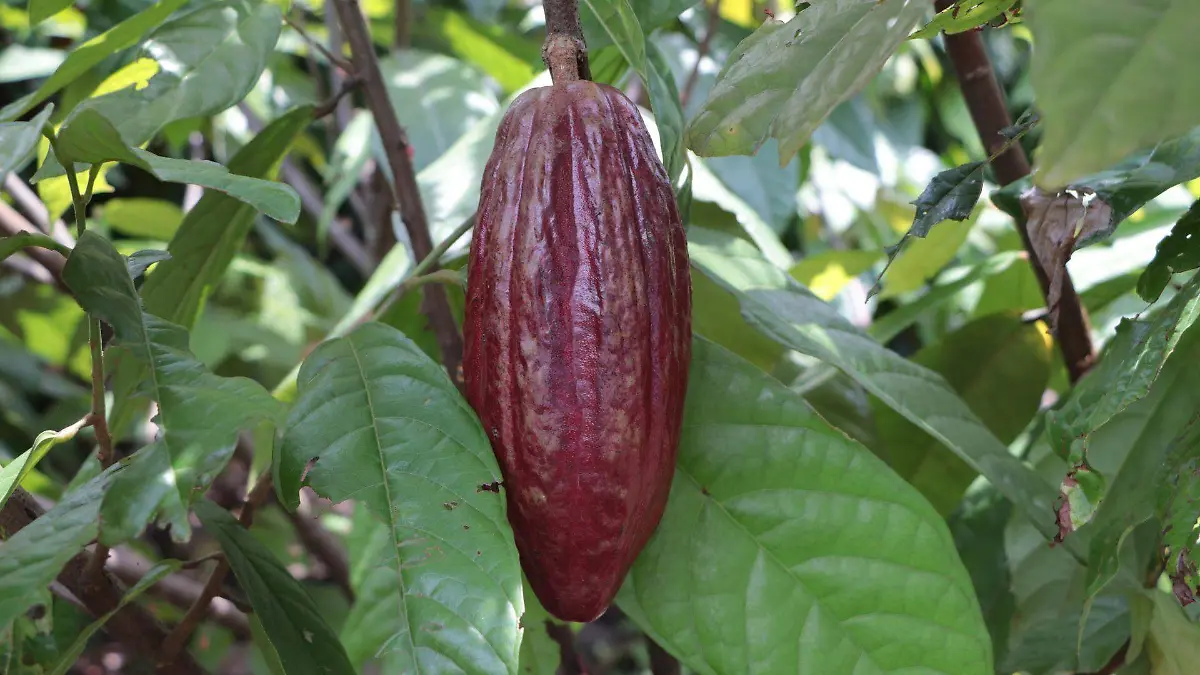 830512_Campo Experimental Cacao Tapachula_web