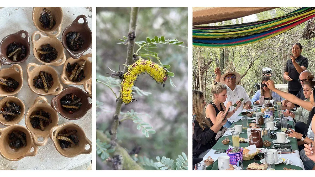 El aumento de la demanda ha llevado a implementar vedas y controles estrictos para evitar la sobreexplotación y proteger el legado del cuchamá para las futuras generaciones.