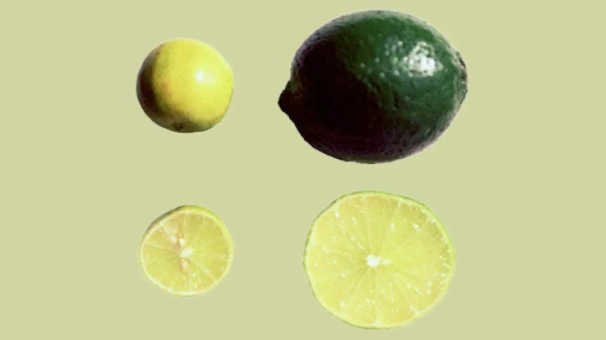 1 OEM Aderezo limon mexicano vs limon persa