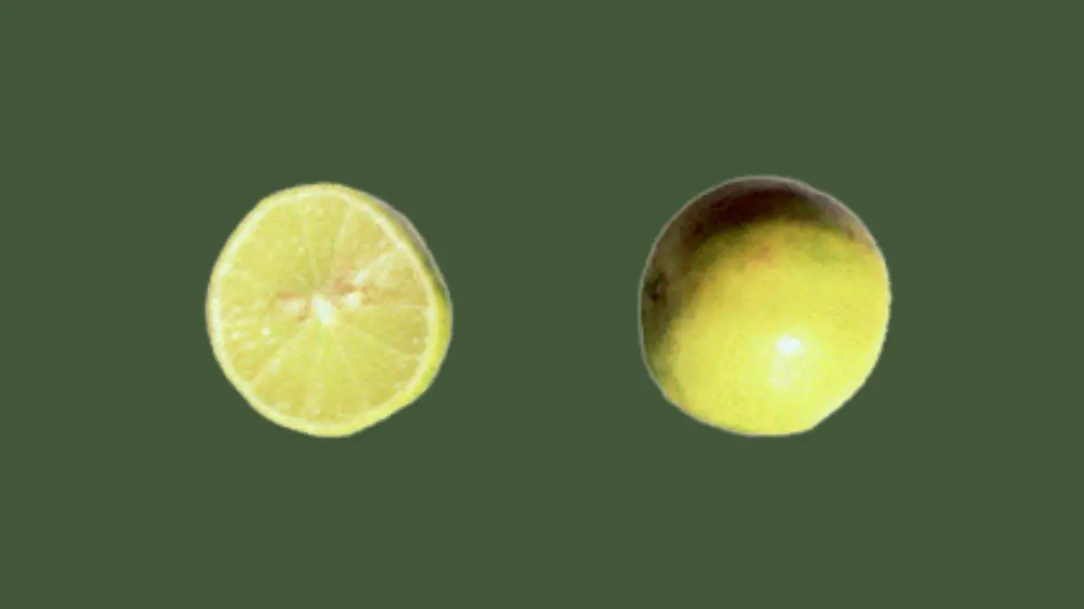 El limón mexicano, pequeño y ácido, es el favorito indiscutible en la cocina nacional.