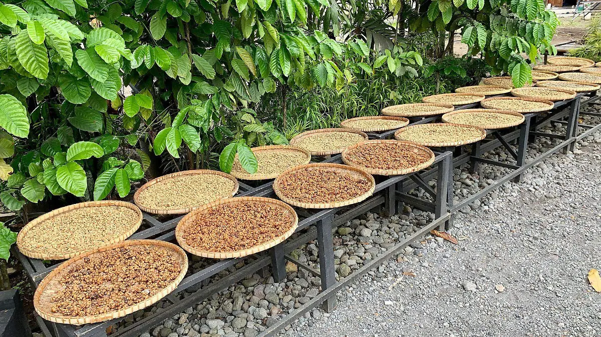 El Kopi Luwak se descubrió en Indonesia durante la colonización holandesa del siglo XIX, cuando los trabajadores no podían recolectar café para sí mismos.