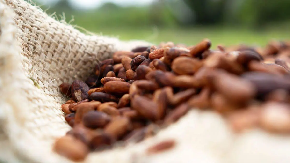El cacao, considerado sagrado en la cosmovisión mesoamericana, es el medio para conectar con los ancestros.