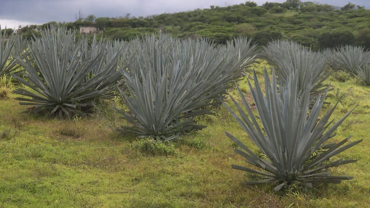 Leyendas de Tepatitlán