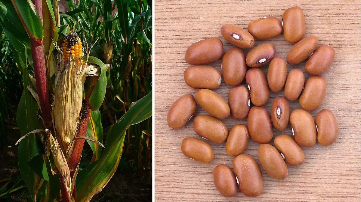 En Guadalupe Victoria, la Feria del Maíz y del Frijol 2025 celebra la dupla fundamental de la gastronomía mexicana.