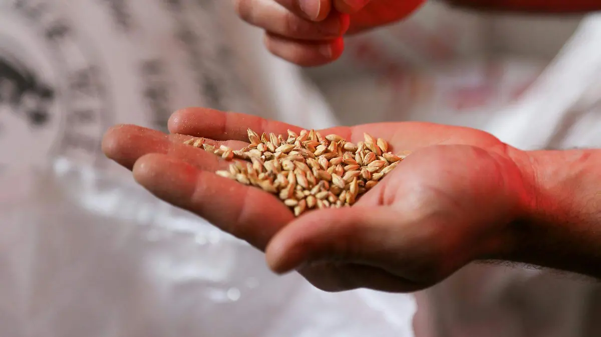 Una mala semilla impacta directamente en la calidad del alimento final.