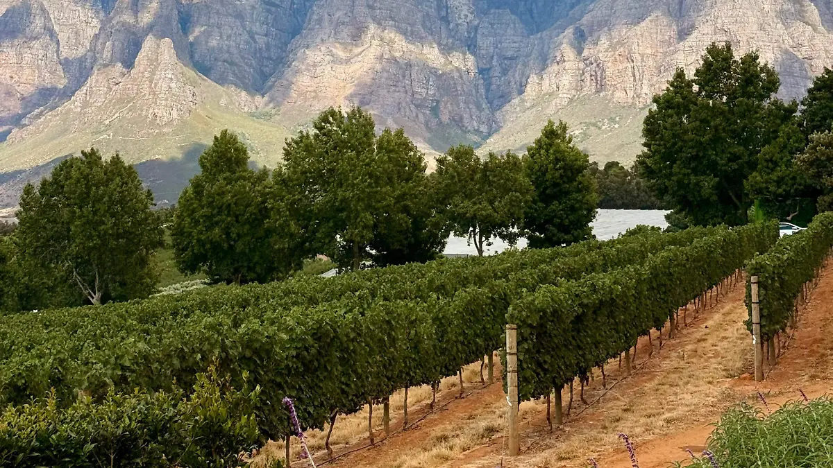 WhatsApp Image 2026-02-11 at 11.07.34 AM