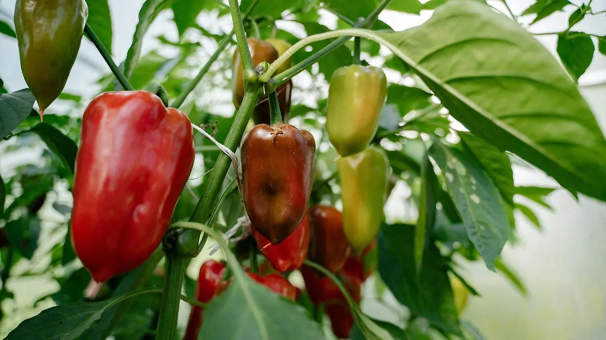 El desarrollo de una nueva variedad de chile puede tomar varios años de investigación y pruebas de campo.