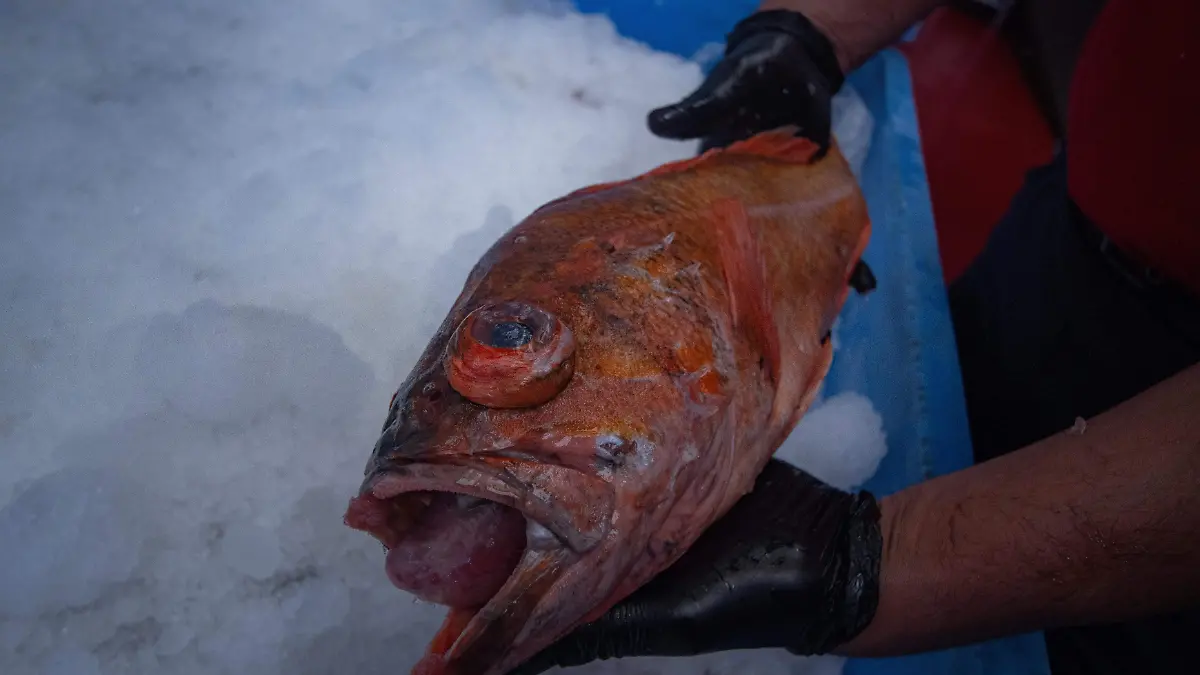 Cómo identificar pescado fresco