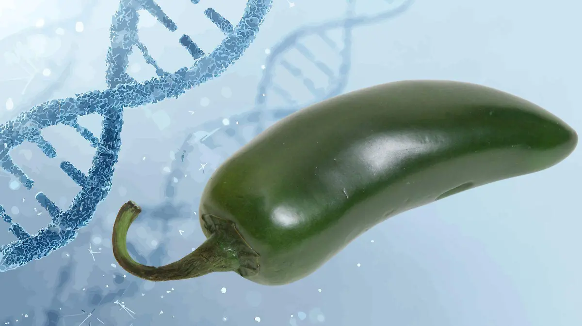 1 Aderezo fitomejoramiento no es transgenico