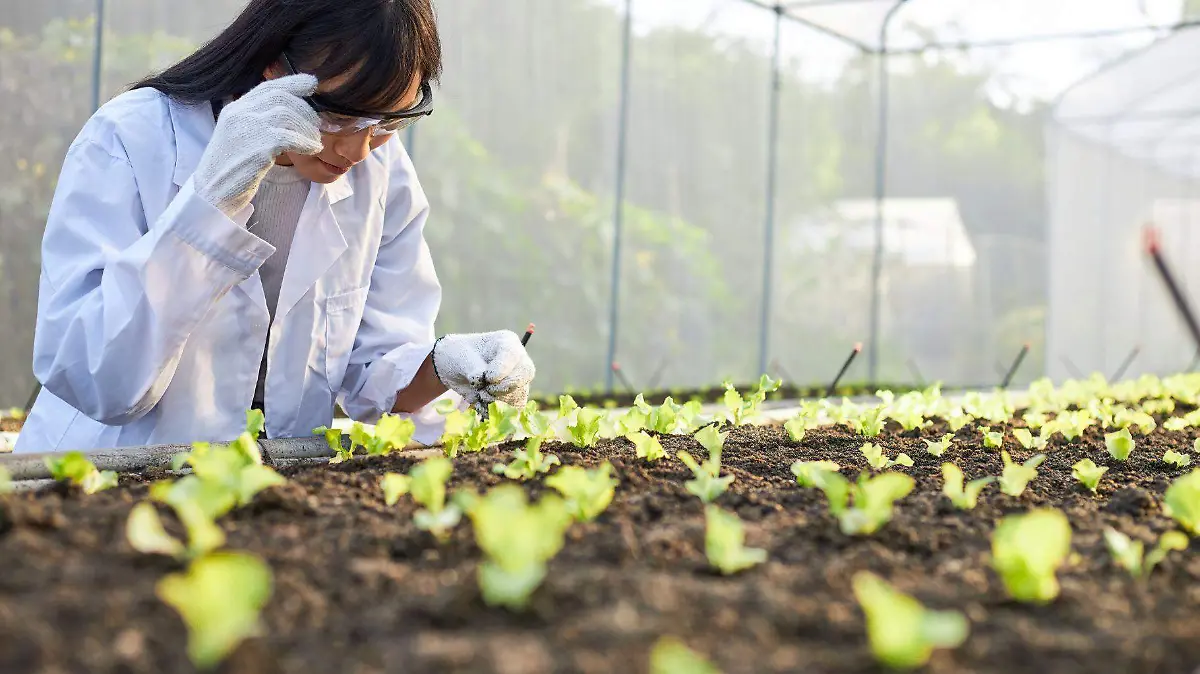 El mejoramiento tradicional ha sido clave en la agricultura durante siglos.