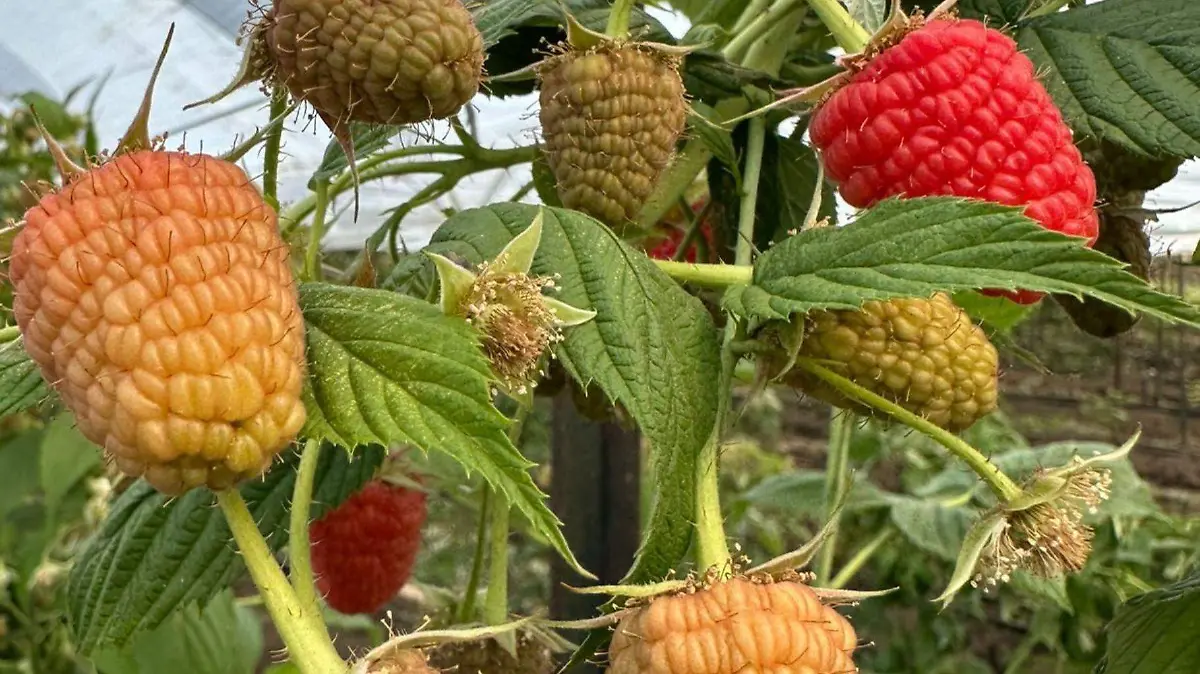 1 Aderezo AMSAC Berries