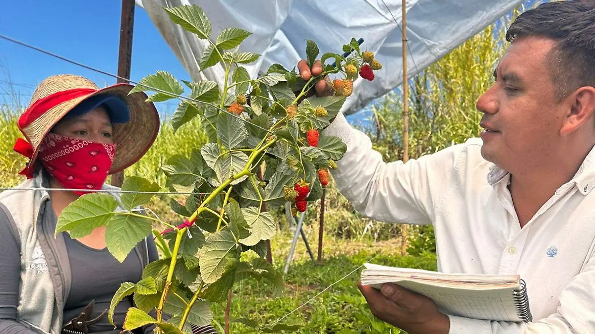 2 Aderezo AMSAC Berries