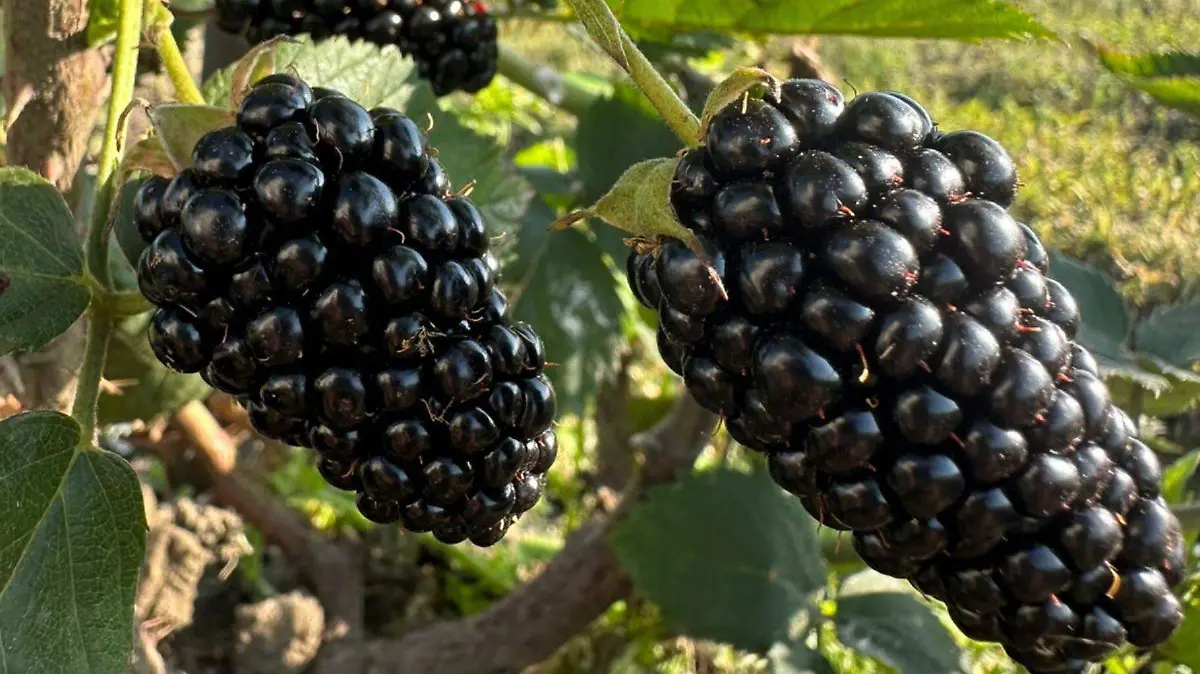 Durante años, la industria privilegió frutas más dulces y vistosas, pero hoy ese criterio comienza a replantearse frente a nuevas necesidades de salud.