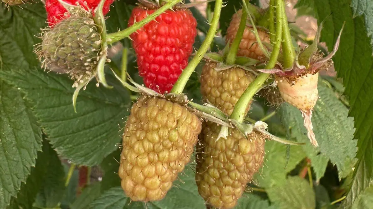 Una berry menos dulce no es un error de producción, sino una oportunidad para consumidores que requieren controlar su ingesta de azúcar.