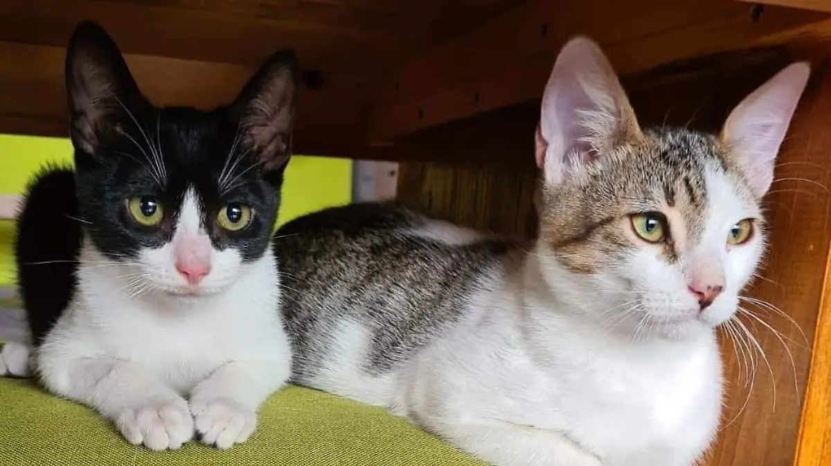 Gatitos en adopción