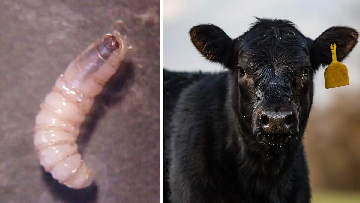 1 Aderezo gusano barrenador en bovinos