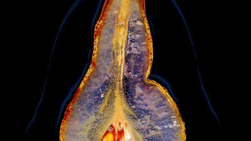 World Food Photography Awards