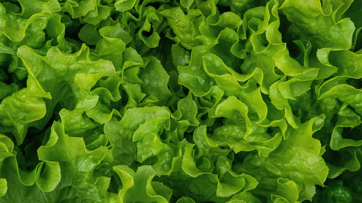 closeup-shot-fresh-green-lettuce-texture