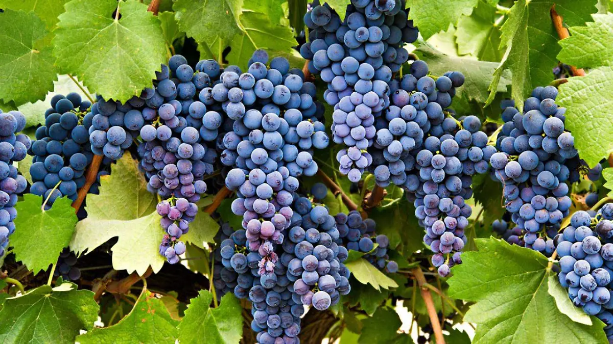 001 Aderezo 1 -1