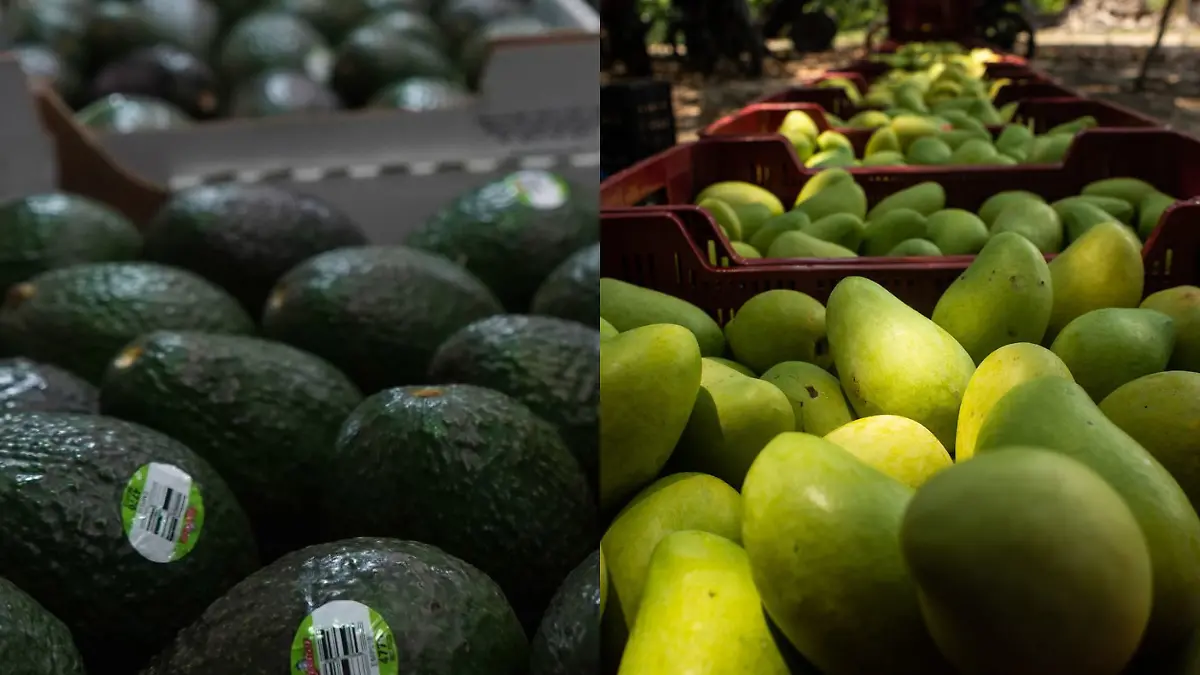 Exportaciones de aguacate y mango