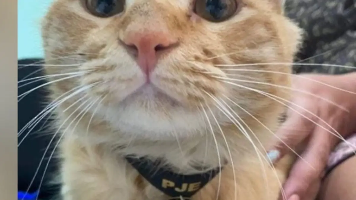 gato
