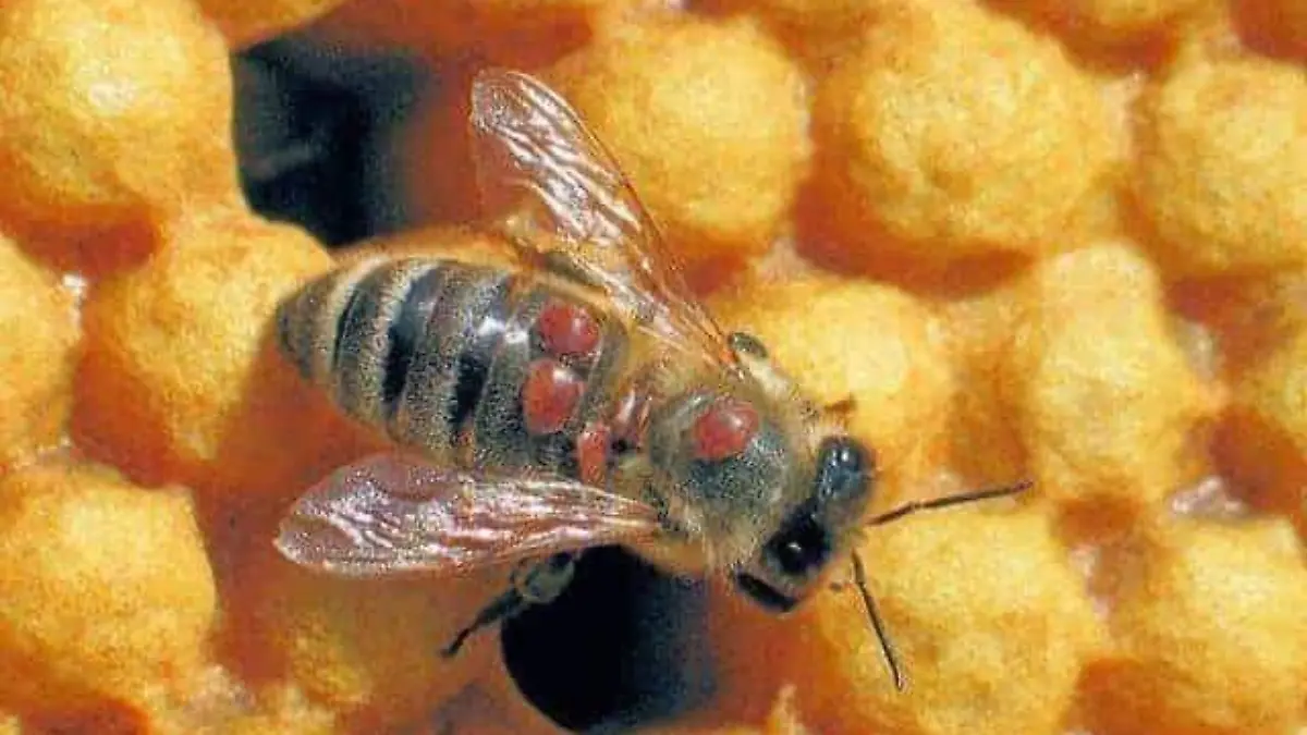 acaro varroa