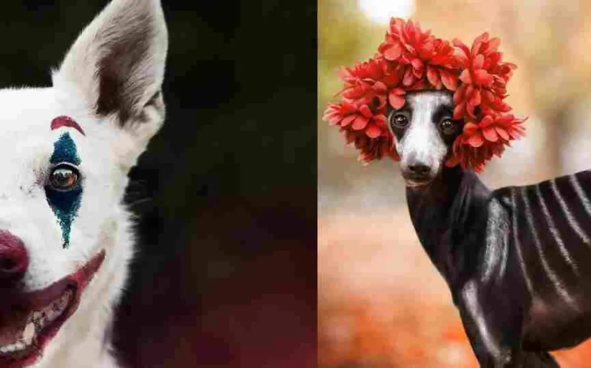 perritos maquillados