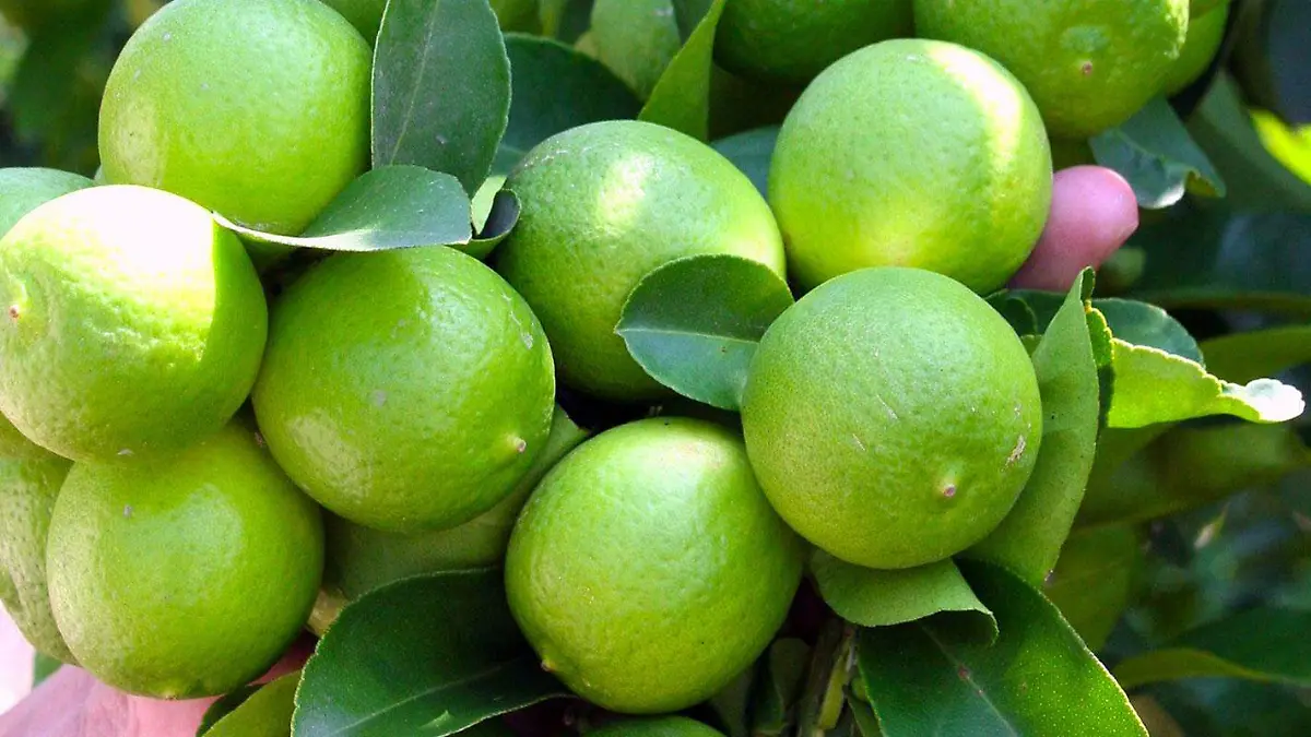 limones